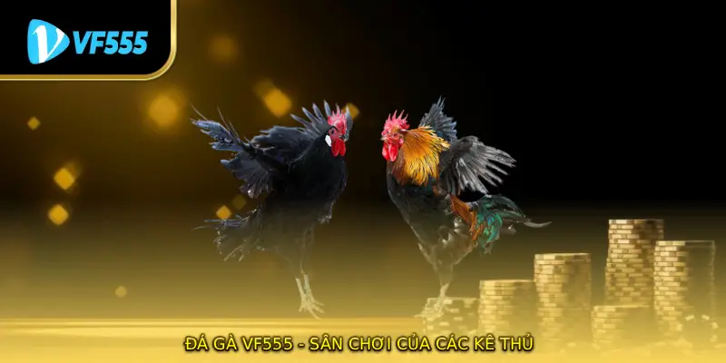 Đá gà VF555 - Sân chơi của các kê thủ